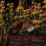 Nocturnal animals in our garden